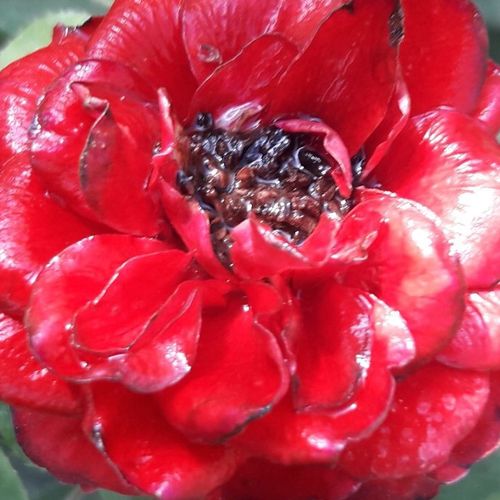 Online rózsa kertészet - törpe - mini rózsa - vörös - Rosa Zenta - nem illatos rózsa - Márk Gergely - Élénk színű virágai kitűnően mutatnak edénybe ültetve, de kiválóan alkalmas kerti kiültetésre.
